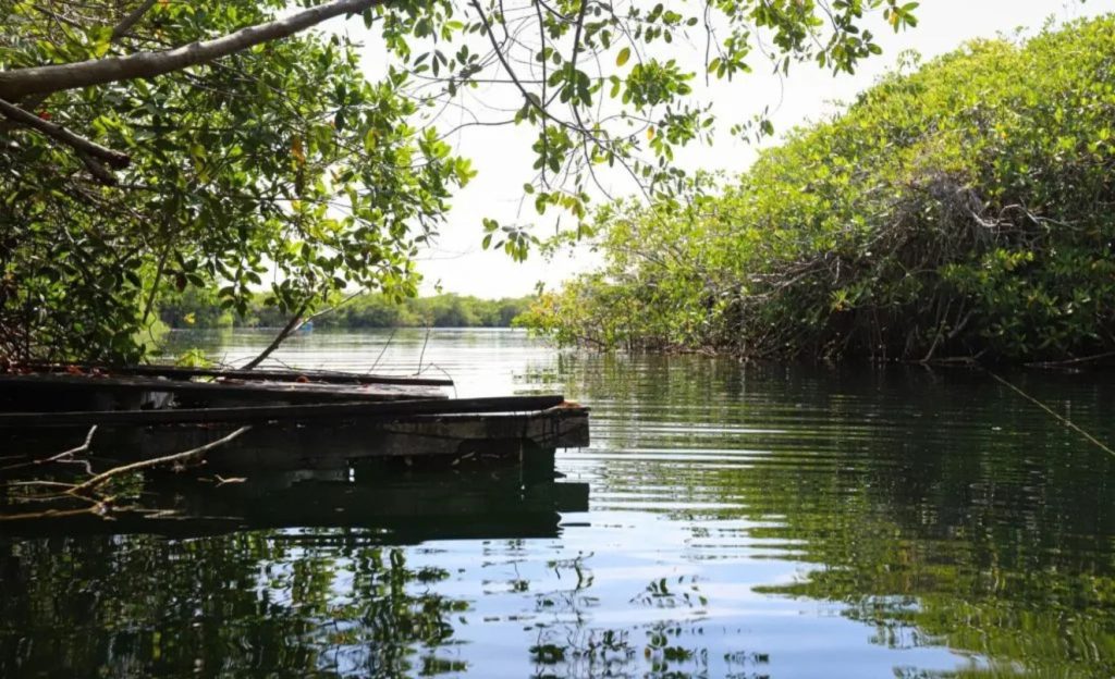 Enchanted cenote, the calmest and most untouched cenote in Tulum.