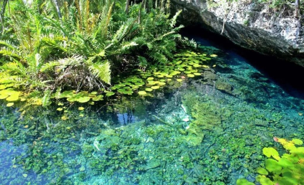 Cenote with water lilies, crystal-clear water, and lush vegetation