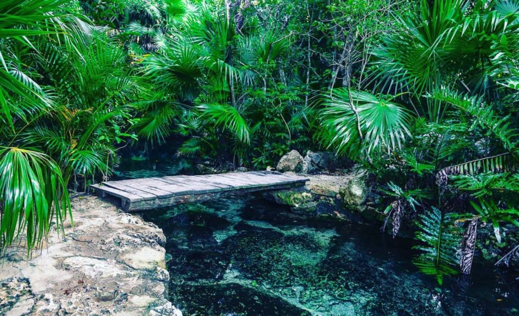 Puente de madera para atravesar el cenote azul de Tulum, con mucha vegetación alrededor 