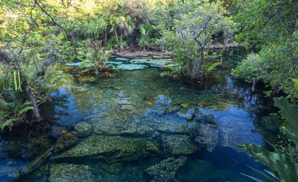 Agua cristalina y muchas plantas alrededor del cenote